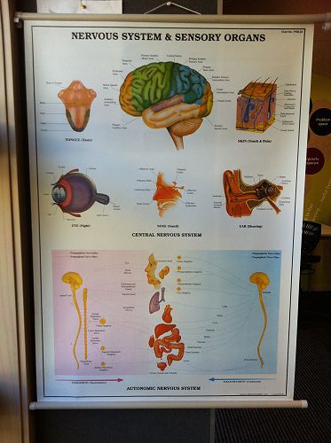 Resource - Nervous System & Sensory Organs