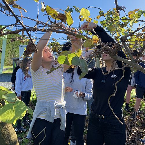 Pruning gold kiwi fruit vines in Te Puke