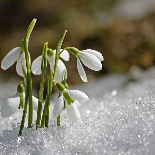 Snowdrops — heralds of spring