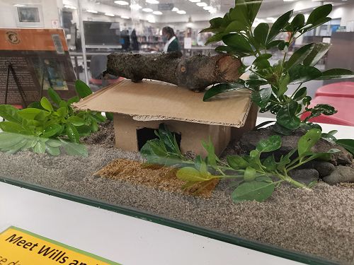 Wills and Harry were feeling shy!