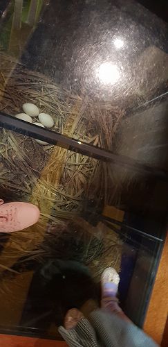 Awa's Trip to the Canterbury Museum