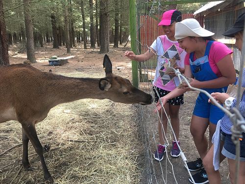Jewel and Joserry feed a deer at the animal park at Hanmer