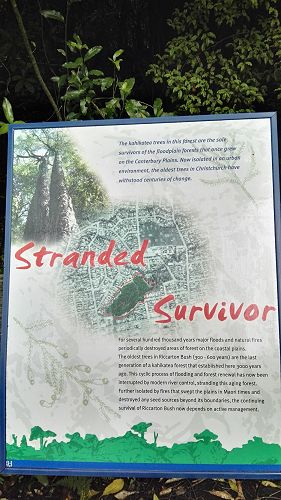 Riccarton House & Riccarton Bush - Team Harakeke - 2017