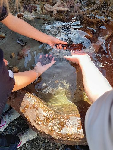 Year 5 & 6 students explore the Touch Tanks