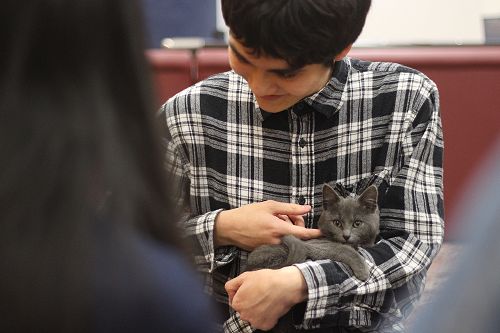 Cat Rescue Dunedin at St Margaret's College