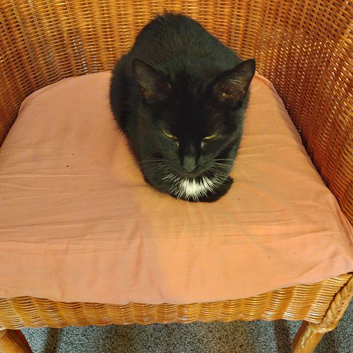 Meet Ebony my little black cat.