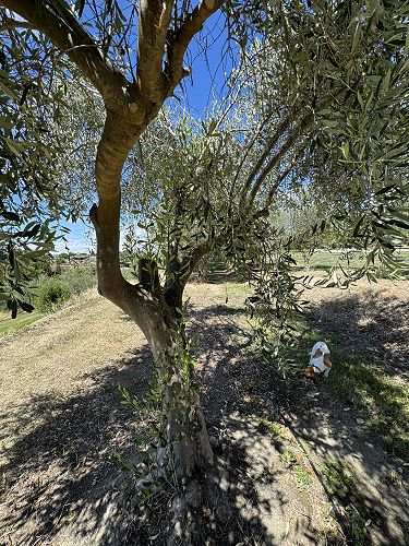 Suckers on trunk and where pruning cuts were made 3 months prior.
