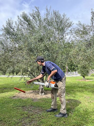 Steve and his trusty chainsaw. 22 year old trees with no pruning for a few years.