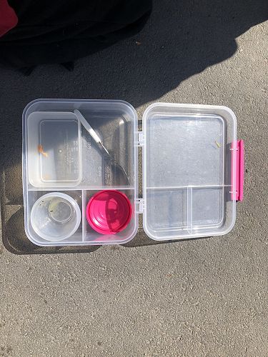 Litter Free Lunch Box