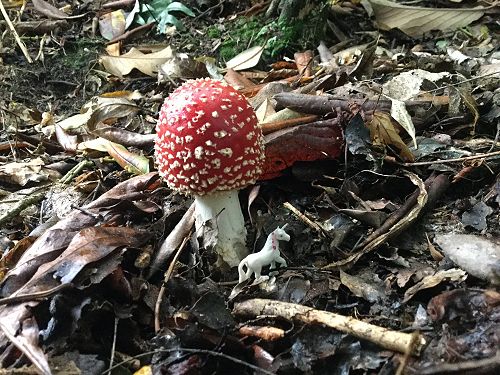 Photo: Junior School 2nd Place - Meabh Russell