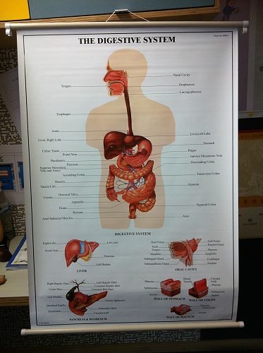 Resource - Digestive System Poster
