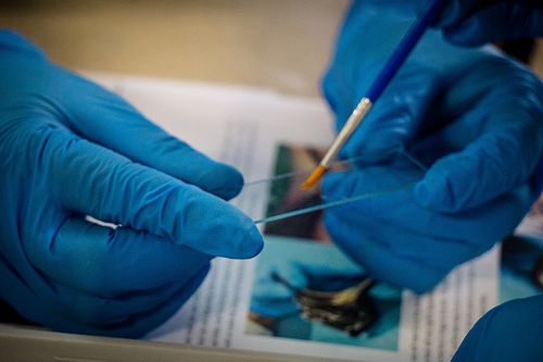 Penguin nasal mite class