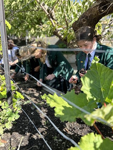 Year 8 students tending their garden