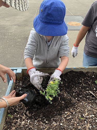 Planting flowers at Linden School