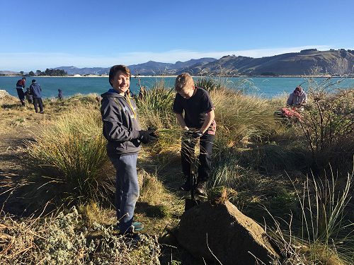 Planting for Penguins