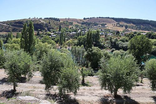 Long Lunch 2023 in Clyde - ‘Awanui’ Olive Grove