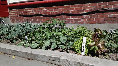 What's Growing in Term 4 2018