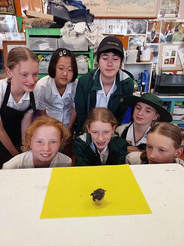 Saying goodbye before the bird left for the Wildlife Hospital next to Willowbank.