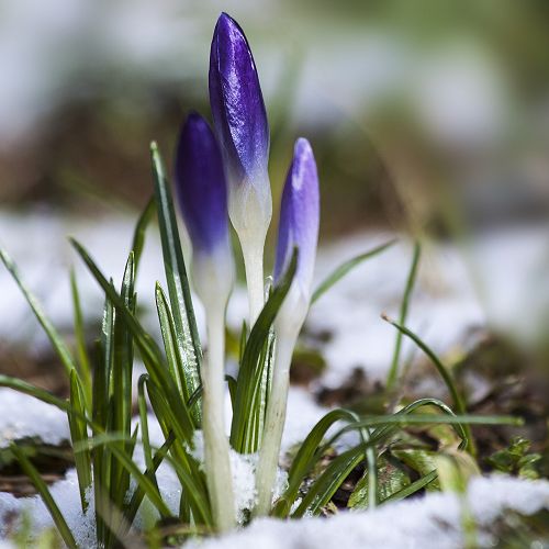 Crocuses in winter