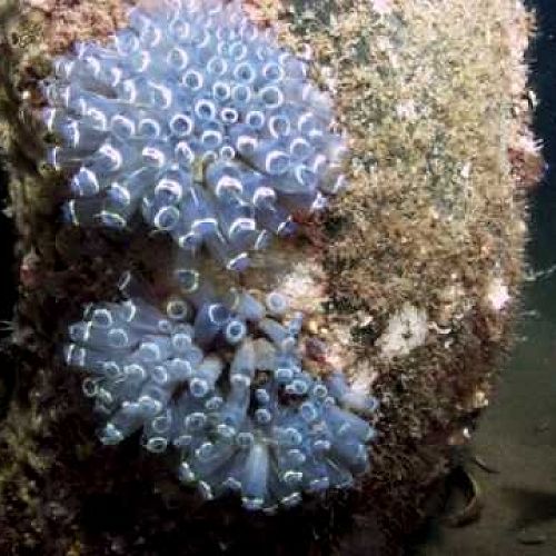 Video: Blue Boat Home