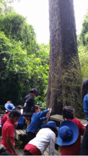 Riccarton House & Riccarton Bush - Team Harakeke - 2017