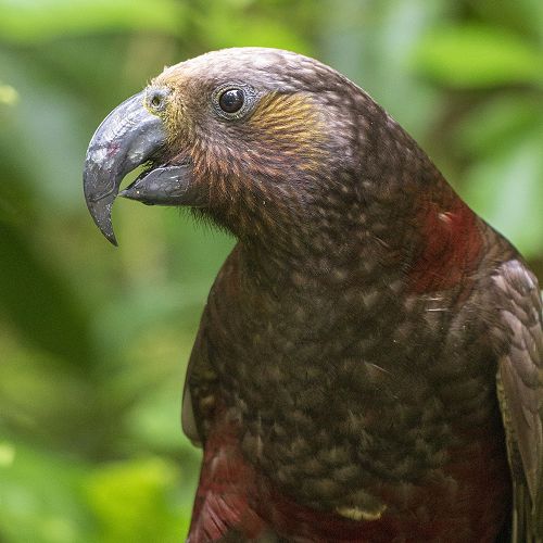 Te Pōkai Kākā