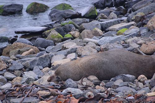 International Trip to Albatross Colony
