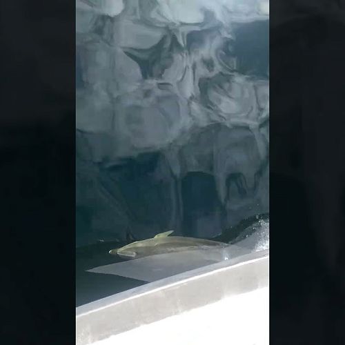 Video: Doubtful Sound