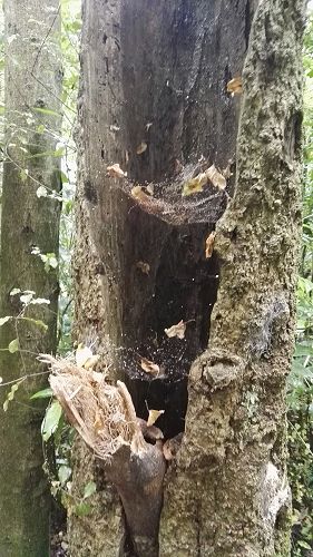 Riccarton House & Riccarton Bush - Team Harakeke - 2017