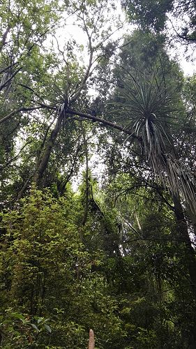 Riccarton House & Riccarton Bush - Team Harakeke - 2017