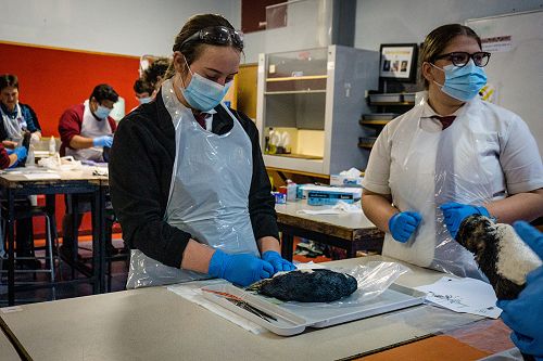 Penguin Dissection in Biology