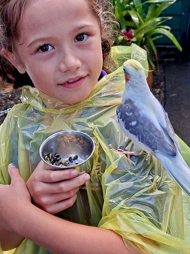 Northland Term 1 KIT Day Sativa Harris, The Parrot Place