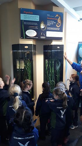 Looking at the seahorses