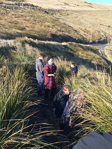 Planting for Penguins