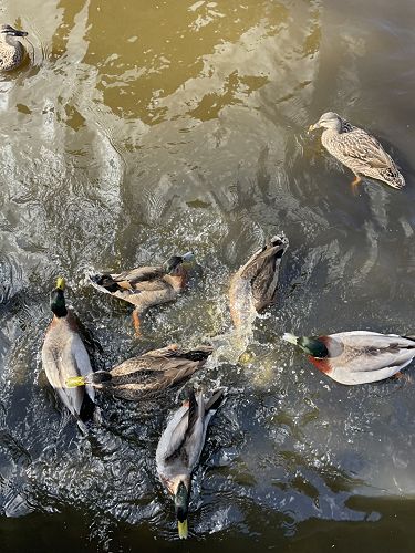 Botanical Garden ducks