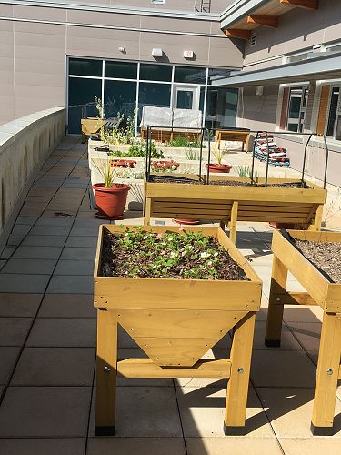 Gardens on 2nd floor terraces for 'garden to table' programmes