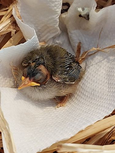 Not long after finding the bird. Its eyes were barely open and it had quite a bald head.