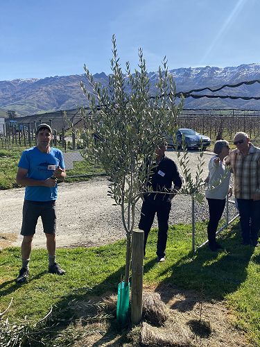 Young tree after pruning