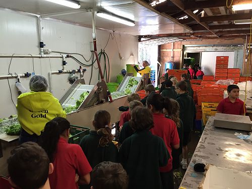 Lettuce being washed ready to be transported