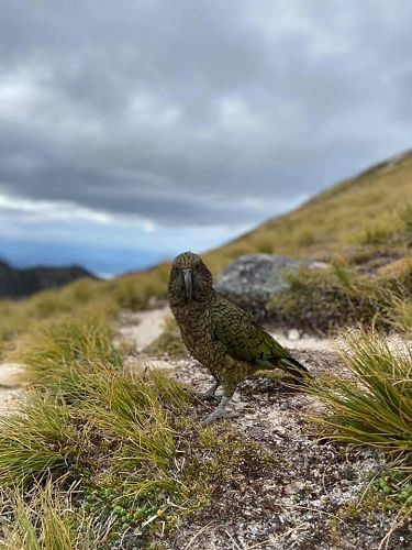 Kepler 2.0 - The cheeky kea
