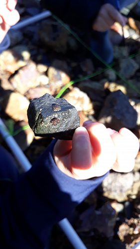 Looking closely at tiny limpets living on this rock.