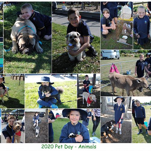 Pet Day Animals 2020