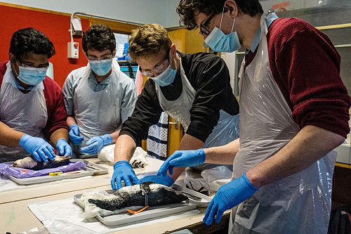 Penguin Dissection in Biology