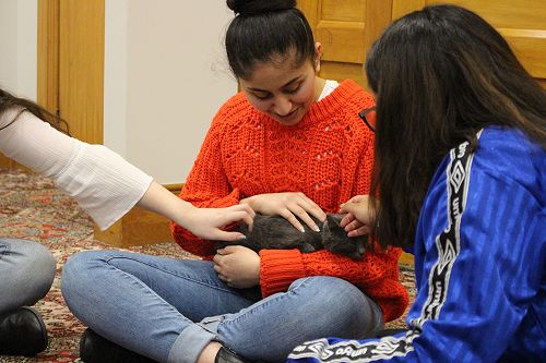 Cat Rescue Dunedin at St Margaret's College