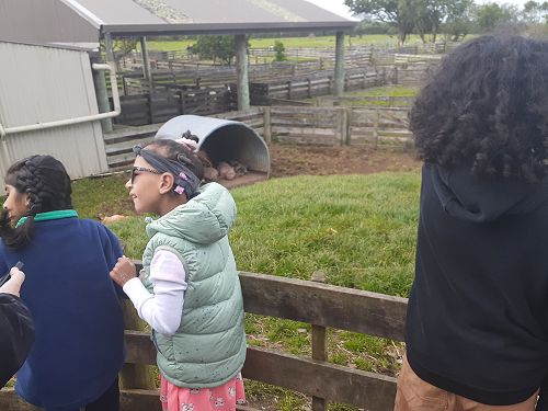 Looking at the Pigs