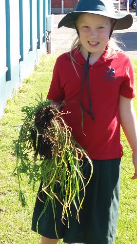 Mela weeding in our Food Forest