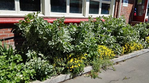 What's Growing in Term 4 2018