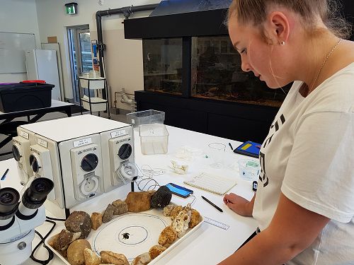 Kate Flanagan investigates the relationship between temperature and time for the half crab to seek shelter.