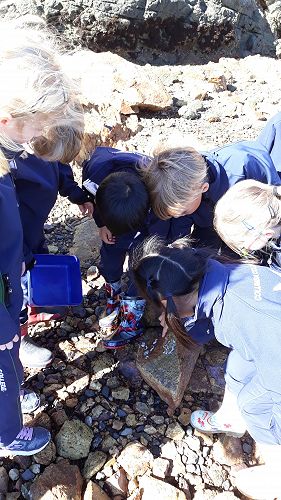 Observing different life on the rocks.