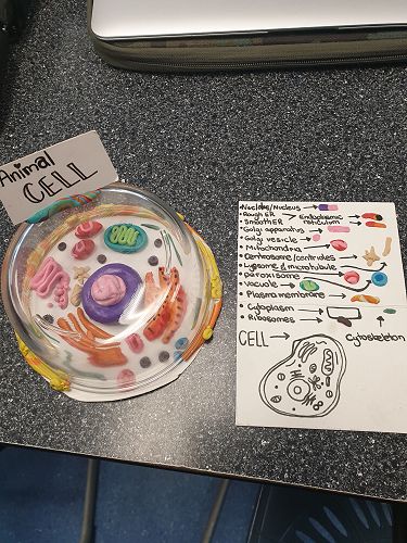Biology Cell Competition